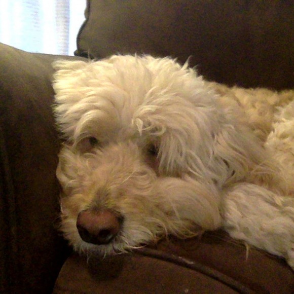 julesthedog
